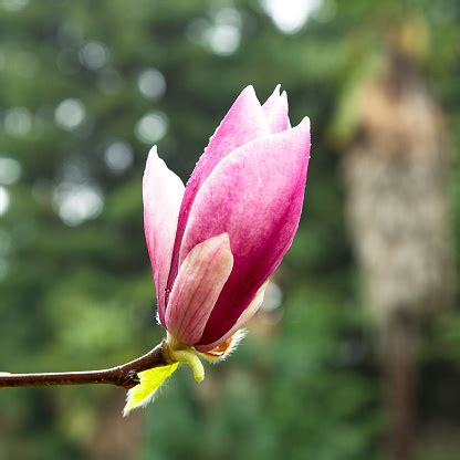 玉蘭花避邪|玉蘭樹在屋門前風水上怎麼樣,在房子前面種玉蘭花樹風水怎麼樣？